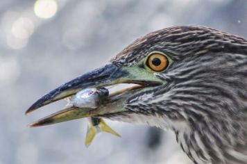 Foto - Algumas espécies de nossa Fauna.