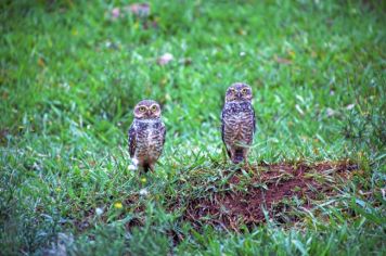 Foto - Algumas espécies de nossa Fauna.