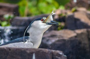 Foto - Algumas espécies de nossa Fauna.