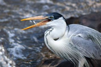 Foto - Algumas espécies de nossa Fauna.