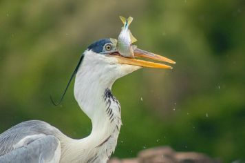 Foto - Algumas espécies de nossa Fauna.