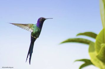 Foto - Algumas espécies de nossa Fauna.