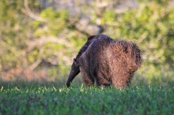 Foto - Algumas espécies de nossa Fauna.