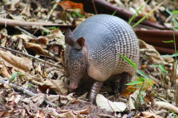 Foto - Algumas espécies de nossa Fauna.