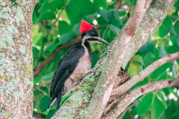 Foto - Algumas espécies de nossa Fauna.