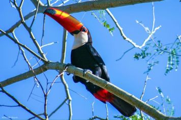 Foto - Algumas espécies de nossa Fauna.