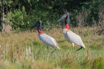 Foto - Algumas espécies de nossa Fauna.