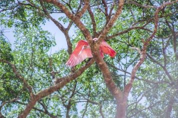 Foto - Algumas espécies de nossa Fauna.