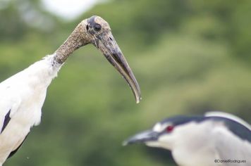 Foto - Algumas espécies de nossa Fauna.