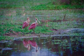 Foto - Algumas espécies de nossa Fauna.