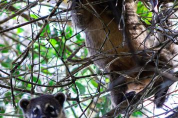 Foto - Algumas espécies de nossa Fauna.