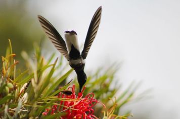 Foto - Algumas espécies de nossa Fauna.