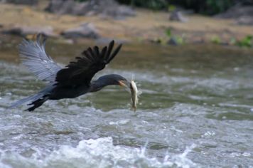 Foto - Algumas espécies de nossa Fauna.