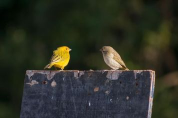 Foto - Algumas espécies de nossa Fauna.