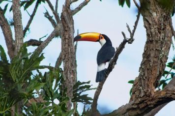 Foto - Algumas espécies de nossa Fauna.