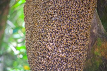 Foto - Algumas espécies de nossa Fauna.