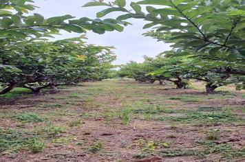 Foi realizada a primeira colheita de goiaba do ano na Fazenda Municipal